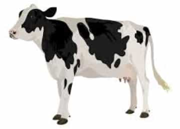 Cow