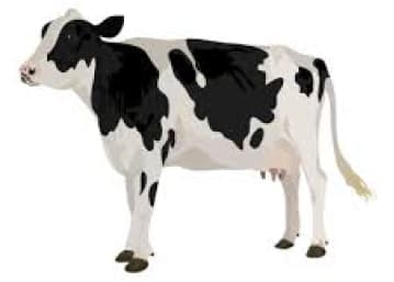 Cow